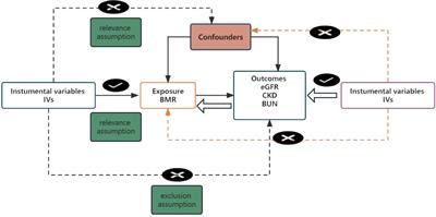 Causal relationship between basal metabolic rate and kidney function: a bidirectional two-sample mendelian randomization study